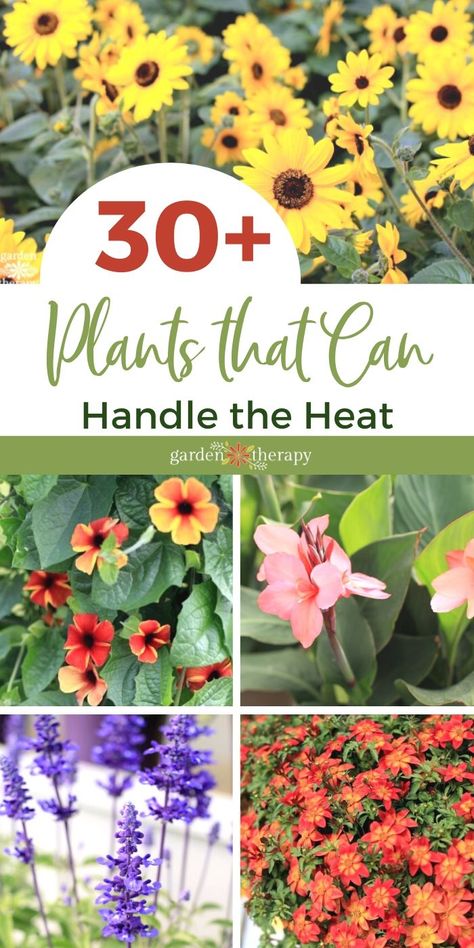 Sun Tolerant Flowers, Plants That Grow In Full Hot Sun, Plants For Heat And Sun, Flowers That Love Sun And Heat, Plants That Love The Sun And Heat, Sun Resistant Plants, Plants That Flower All Summer, Sun Tolerant Plants Landscapes, Summer Plants Full Sun