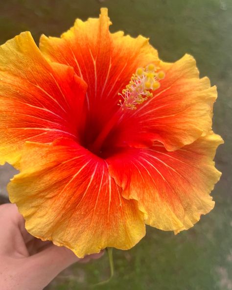 Orange hibiscus flower tropical floral pretty Hibiscus Arrangement, Hibiscus Flower Orange, Hibiscus Flower Aesthetic, Orange Hibiscus Flower, Fav Flower, Pretty Flowers Pictures, Orange Hibiscus, Flower Tropical, Hibiscus Tattoo