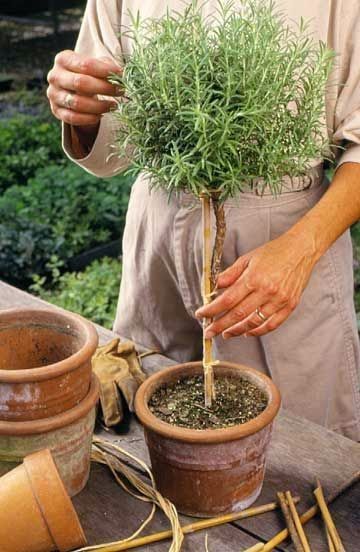 Rosemary topiary / standard (instructions) | Better Homes and Gardens Rosemary Topiary, Tuscan Garden, Pot Plants, Have Inspiration, Summer Plants, Topiaries, Garden Care, Container Gardens, Indoor Gardening