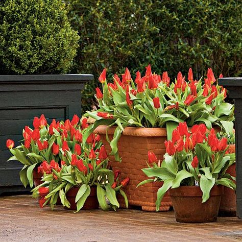 Planting Bulbs in Containers Spring Bulbs In Containers, Bulbs In Containers, How To Plant Bulbs, Bulbs In Pots, Plant Bulbs, Garden Bulbs, Garden Containers, Spring Bulbs, Container Flowers