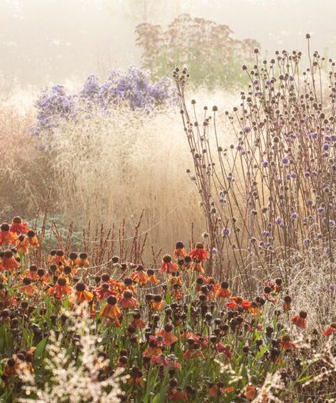 piet oudolf and peter veenstra on 'sharawadgi' in garden design Prairie Planting, Piet Oudolf, Winter Gardening, Prairie Garden, Meadow Garden, Grasses Garden, Garden Shrubs, Desert Plants, Natural Garden