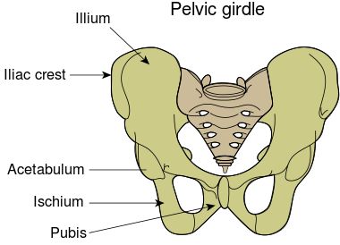 Anatomy Education, Greater Trochanter, Pelvic Girdle, Bursitis Hip, Pelvic Bone, Hip Bone, Deep Squat, Body Joints, Muscle Anatomy