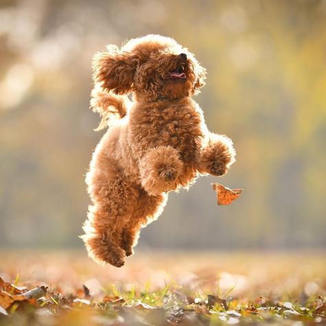 Teddy Bear Poodle, Dog Jumping, Toy Poodle Puppies, Dog Photoshoot, 강아지 그림, Adorable Dogs, Poodle Puppy, Dog Photography, 귀여운 동물