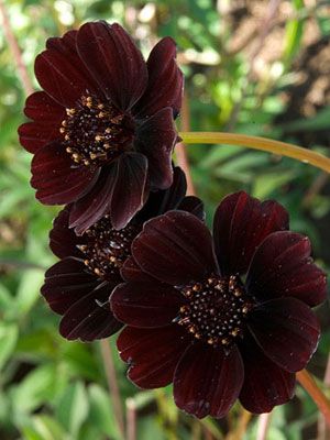 Chocolate Cosmos: height: 1-3ft spread: avg: 18" light: full sun blooms in: mid-summer - fall Dark Colored Flowers, Cosmos Plant, Chocolate Cosmos, Brown Flowers, Colored Flowers, Black Flowers, Beautiful Blooms, Dream Garden, Love Flowers