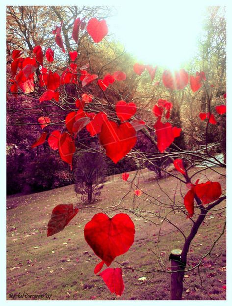 Tweet This Post Lizzie Hearts, Heart In Nature, Heart Photography, I Love Heart, Heart Pictures, My Funny Valentine, Beating Heart, Happy Heart, Red Hearts