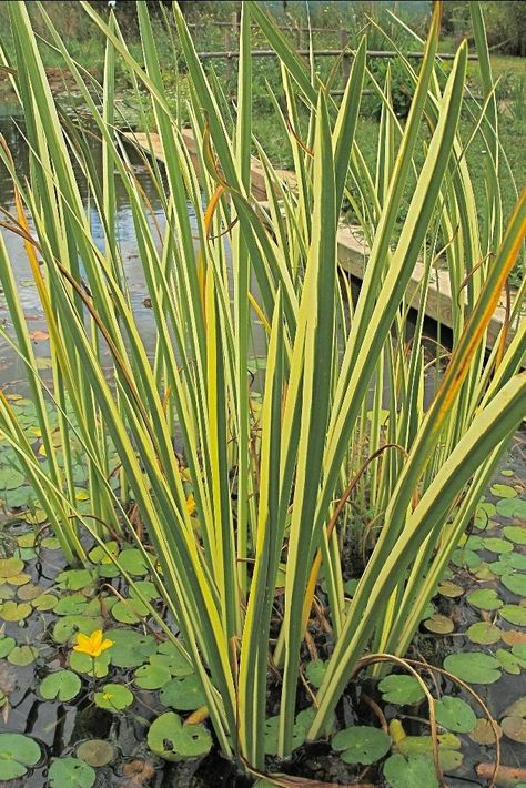 Photo of Sweet Flag (Acorus calamus 'Variegatus') uploaded by admin Acorus Calamus, Herbal Education, Water Gardens, Ponds, Water Garden, Herbs, Flag, Education, Plants