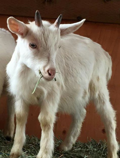 Baby Goat Drawing, Goats Aesthetic, Goat Reference, Lovers Animation, Animals Wallpaper Aesthetic, Goat Aesthetic, Goat Photography, Goat Photo, Goat Pictures