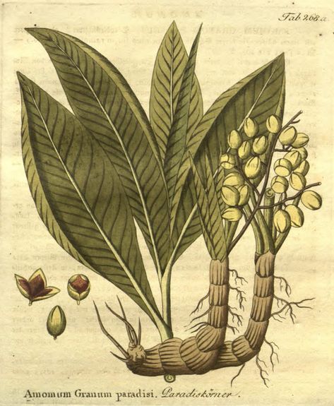 Alligator Pepper, Paradise Illustration, Grains Of Paradise, Victorian Illustration, Cash Crop, Nature Collage, Healthy Grains, Starter Plants, Botanical Illustrations