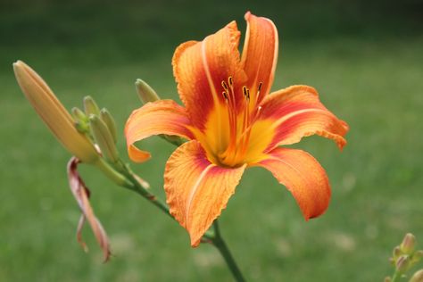 Day Lily, Flower Sleeve, Daylilies, Floral Botanical, Free Pictures, Free Photo, Free Photos, Free Images, Stock Images Free