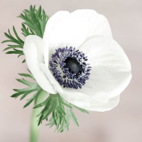 Panda Anemone, Sugarcraft Flowers, Alphabet Flowers, White Anemone Flower, Jehovahs Witnesses, White Anemones, Floral Map, Pictures Flowers, Fall Planting