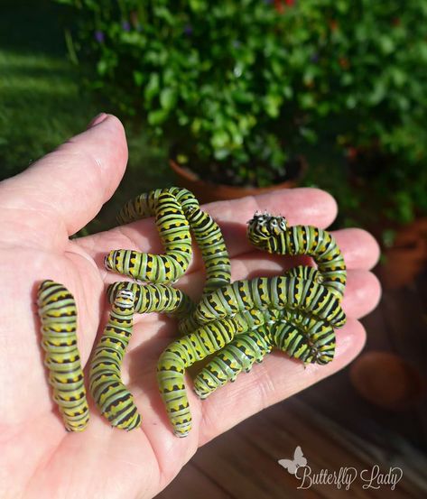 Sometimes I think I should be called the "Caterpillar Lady" because I have so many caterpillars I am raising right now. These caterpillars will grow up to be Black Swallowtails (Papilio polyxenes). Click here to learn to learn how to attract and raise them. Caterpillar Aesthetic, Raised Right, Butterfly Garden, Sweet Pea, Caterpillar, Bugs, Click Here, Insects, To Learn