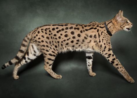 F3 Savannah Cat, African Serval Cat, Serval Cat, Savannah Kitten, Large Cat Breeds, Domestic Cat Breeds, Hybrid Cat, Serval Cats, F2 Savannah Cat