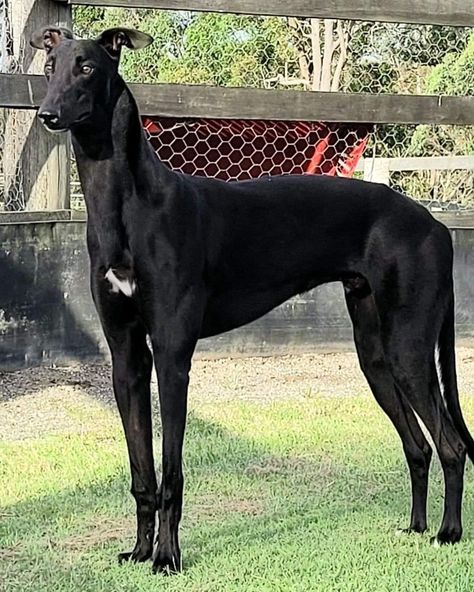 Black Greyhound Dog, Irish Greyhound, Merle Frenchie, Undercover Boss, Black Greyhound, Greyhound Pictures, Saluki Dogs, Pug Names, Silken Windhound