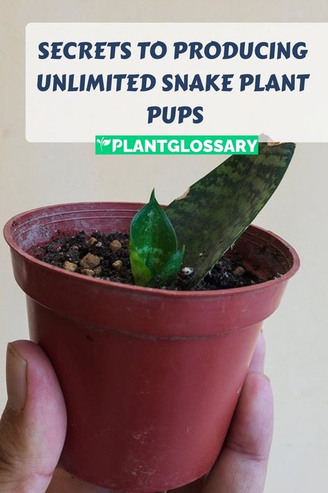 Snake plants, also known as Sansevierias, are popular for their durability and striking appearance. If you’re looking to grow your collection, this article will show you how to get more snake plant pups. We’ll delve into various propagation methods, helping you achieve an unlimited supply of these resilient plants. Whether you’re a beginner or an experienced gardener, these tips will guide you in successfully propagating snake plants and enhancing your indoor garden. Propagate Snake Plant, Propagation Methods, Snake Plant Propagation, Snake Plant Care, Snake Plants, Banana Tree, Top Soil, How To Grow Taller, Propagating Plants