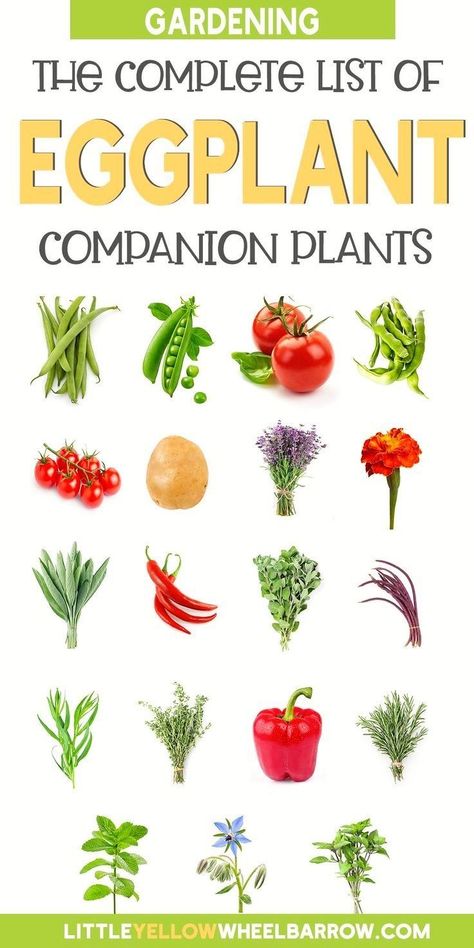 Eggplant Companion Plants, Herb Companion Planting, Container Vegetable Gardening, Vegetables In Containers, Companion Gardening, Diy Container, Garden Companion Planting, Tattoo Plant, List Of Vegetables