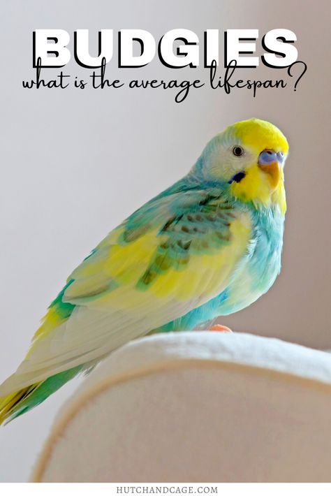 Budgie Care Tips, House Birds Pets, Budgie Cage Ideas, Budgie Tips, Diy Budgie Toys, Budgie Cage Setup, Birds As Pets, Minecraft Rocket, Breeding Budgies