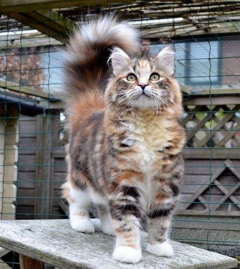 Most Beautiful Cat, Aesthetic Cat, Siberian Cat, Gorgeous Cats, Beautiful Cat Breeds, Most Beautiful Cat Breeds, Cute Cats Photos, Cat Aesthetic, Cat Accessories