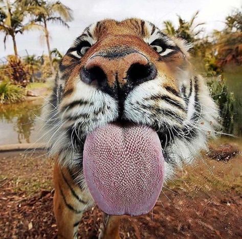 A tiger’s tongue - 9GAG Appaloosa, Simple Happiness, Drawing Animals, Beautiful Scenes, Cute Tigers, Silly Images, A Tiger, Quarter Horse, Beautiful Animals