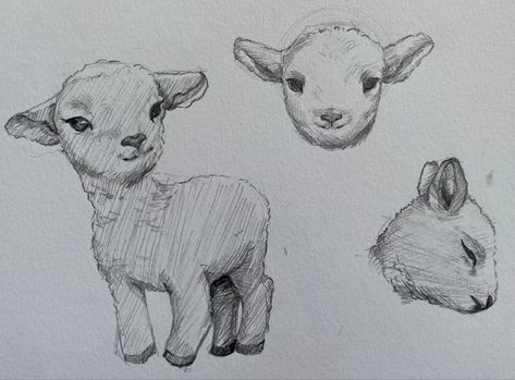 How To Draw A Lamb Step By Step, Easy Sheep Drawings, How To Draw A Lamb, Goat Drawing Sketch, Cute Lamb Drawing, Lamb Doodle, Lamb Sketch, Sheep Sketch, Lamb Illustration