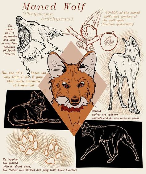 Maned Wolf Reference, Direwolf Drawing, Maned Wolf Werewolf, Manned Wolf, Maned Wolf Therian, Maned Wolf Art, Animal Masks Diy, Wolf Drawing Easy, Wolf Sketch