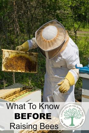 Raising bees can be a fun and rewarding part of homesteading. Here are some things you need to know BEFORE you get started. The Homesteading Hippy Bee Hive Plans, Backyard Bee, Beekeeping For Beginners, Raising Bees, Backyard Beekeeping, Bee Farm, Beginner Books, Bee Keeper, Backyard Farming