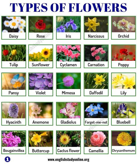 Types of Flowers: List of 50+ Popular Flowers Names with Their Meaning - English Study Online All Different Types Of Flowers, Pretty Flower Types, All Flowers Name List, Name Of Flowers List, Cute Names For Plants, Different Flowers Types, Types Of Aesthetics List, Types Flowers, Plants With Names