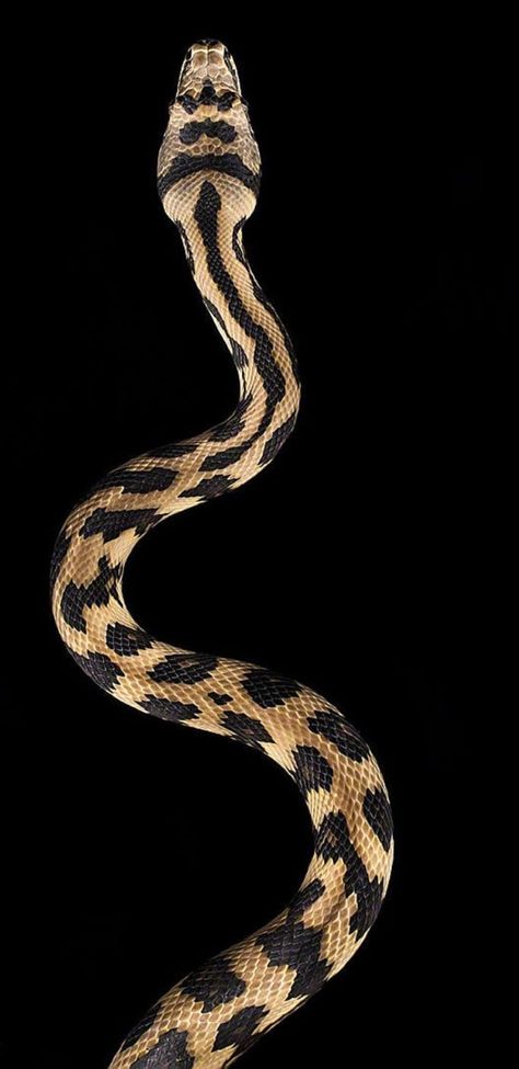 Medicine Branding, Snake Photography, Carpet Python, Wild Animal Wallpaper, Snake Wallpaper, My Camera Roll, Python Snake, Snake Art, Witchy Wallpaper