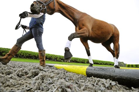 Three interesting groundwork exercises for horses to work their core Horse Training Ground Work, Riding Ideas, Dressage Exercises, Horse Magazine, Horse Exercises, Horse Info, Hand Exercises, Winter Workout, Workout At Work