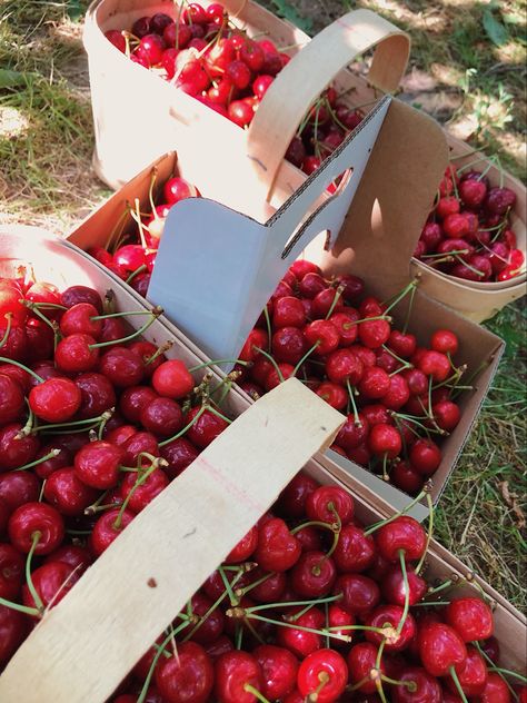 Cherry Flavoured Aesthetic, Drive Through Movie, Cherry Picking Aesthetic, Cherry Fruit Aesthetic, Cerise Aesthetic, Cheery Aesthetic, Cherry Aesthetic Vintage, Cherry Astethic, Cherry Aesthetic Wallpaper