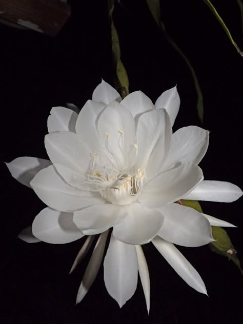 Header Flower, Epiphyllum Oxypetalum, Night Blooming Cereus, Night Blooming Flowers, Blooming Orchid, Orchid Cactus, Goth Garden, Mushroom Cultivation, Blooming Cactus