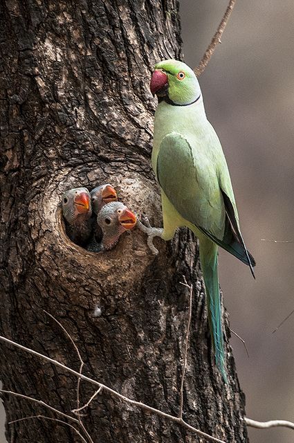 Kinds Of Birds, All Birds, Exotic Birds, Pretty Birds, Colorful Birds, Wild Birds, Family Portrait, Bird Watching, 귀여운 동물