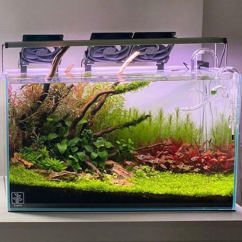 Dragonstone Aquascape, Simple Aquascape, Aquascape Inspiration, Aqua Scaping, 10 Gallon Fish Tank, Aquascape Ideas, Fish Aquarium Decorations, Aquarium Set, Fish Tank Terrarium