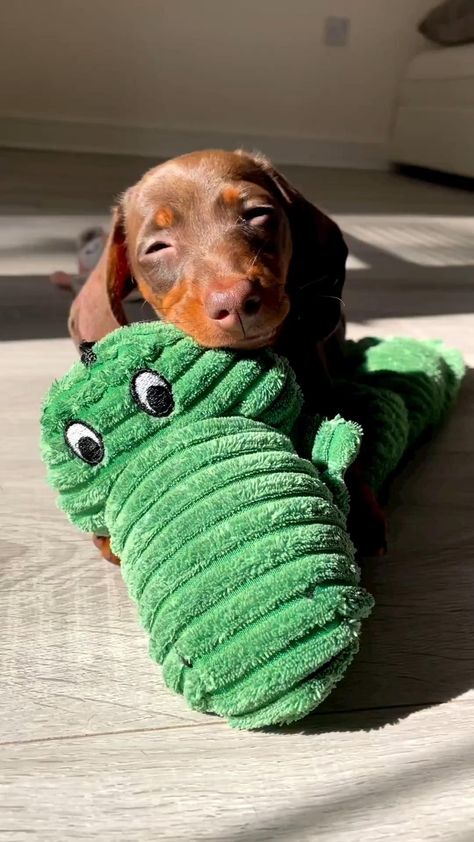 Dachshund Dogs Wholesome Dog, Cute Animals Puppies, Very Cute Dogs, Really Cute Dogs, Weenie Dogs, Dachshund Puppies, Silly Animals, Cute Funny Dogs, Weiner Dog