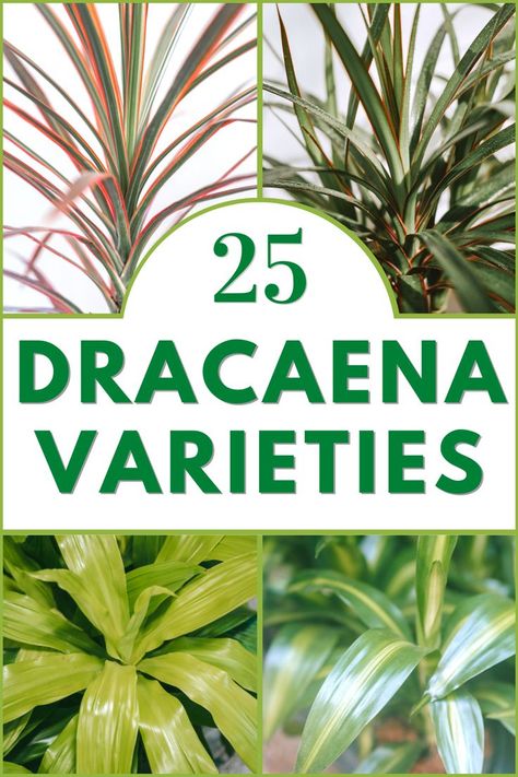 Dracaena Varieties Corn Plant Dracaena, Indoor Tropical Plants Houseplant, Dracaena Plant Care Houseplant, How To Care For Dracaena Plant, Dracaena Fragrans Plant Care, Dracena Plant Types, Tropical House Plants Indoor, Dracaena Plant Types, Draceana Plants