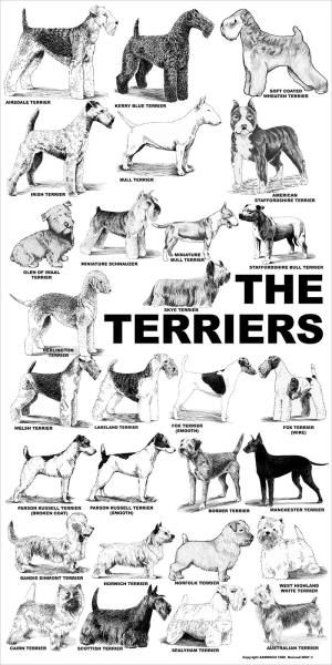 Dog Breeds Chart, Airedale Dogs, Different Types Of Dogs, Sealyham Terrier, Lakeland Terrier, Kerry Blue Terrier, Australian Terrier, Norfolk Terrier, Irish Terrier