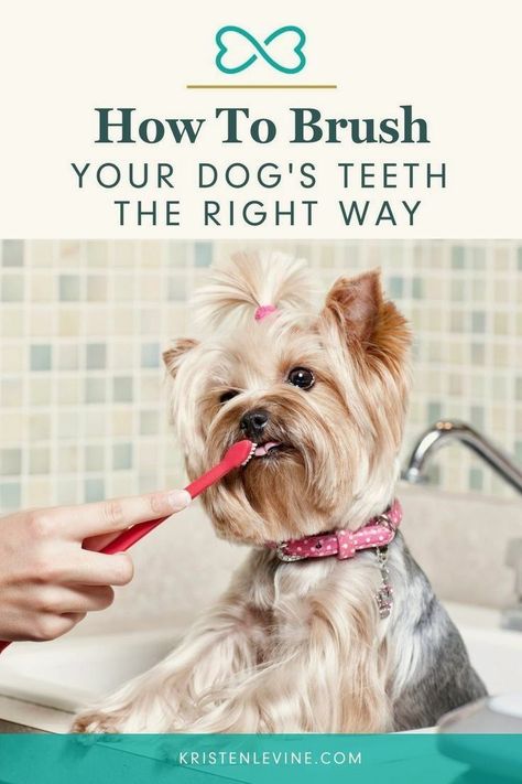 Kawaii, Stinky Dog Breath, Brushing Dogs Teeth, Pet Dental Care, Stinky Dog, Dogs Teeth, Dog Toothpaste, Dog Breath, Pet Spa