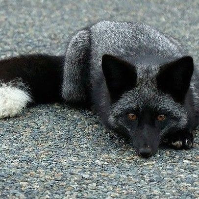 Silver Fox:  melanistic form of red. Great variation: completely black except for white on tail tip; bluish-grey; ashy, reddish grey on sides.  Legs, tail, ears muzzle always black. Historically, among the most valued furbearers  ..>cjk Silver Fox Therian, Silver Fox Animal, Black Foxes, Melanistic Animals, Silver Foxes, Black Fox, Grey Fox, Pet Fox, Wild Creatures