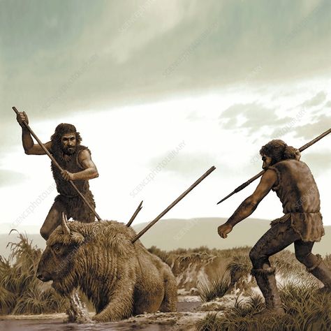 Prehistoric humans hunting. Artwork of two early modern humans (Homo sapiens) killing a bison. Anatomically modern humans (Homo sapiens sapiens) are thought to have evolved from the archaic Homo sapiens, seen here, in the Middle Palaeolithic era, about 200,000 years ago. Araling Panlipunan, Prehistoric Man, Hunting Art, Prehistoric World, Human Evolution, Early Humans, Hunter Gatherer, Prehistoric Art, Paleo Art