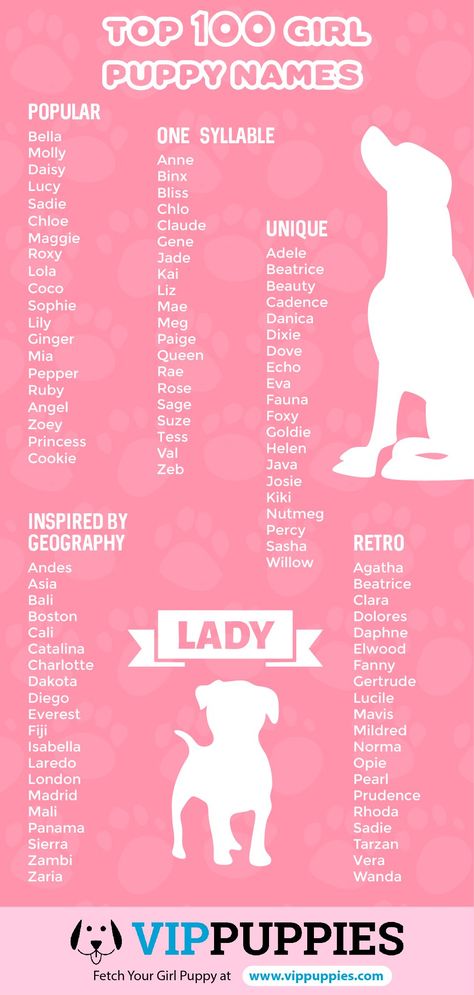 Girl Puppy Names - 1,000 Dog Names for Girls | VIP Puppies English Cocker Spaniel, Female Dog Names, Word Cat, Names For Girls, Batman Film, English Toy Spaniel, Japanese Chin, Bear Dog, Puppy Names