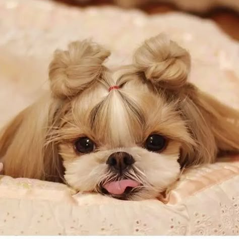 14 Photos of Shih Tzu That Will Melt Your Heart - Page 2 of 3 - PetPress Small Dog, Shih Tzu, Dogs