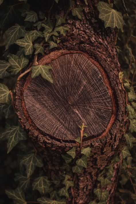 A tree that has some leaves on it photo – Free Catalunya Image on Unsplash Thick Forest Aesthetic, Woody Aesthetic, Earthy Photos, Earthy Pictures, Brown In Nature, Woodsy Aesthetic, Woodland Aesthetic, Woodland Photography, Calming Pictures