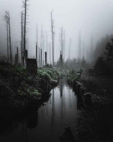 Creepy Nature Photography, Creepy Landscape Photography, Evil Forest, Burnt Forest, Environment References, Evil Thoughts, Studio Aesthetic, Forest Book, Horror Photography