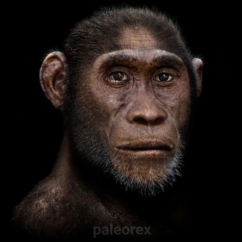 @paleorex’s Instagram profile post: “Homo erectus Homo erectus was an extinct early human species that lived during the Pleistocene, with its earliest specimens living about…” Homo Erectus, Prehistoric Man, Evolutionary Biology, Graphic Design Infographic, Early Humans, Human Evolution, Body Proportions, Human Species, Long Legs