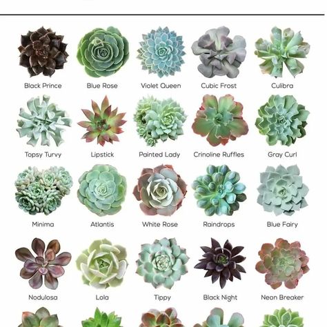 I found these on Pinterest & thought they would be.. Tanaman Sukulen, Kaktus Dan Sukulen, Different Types Of Succulents, Succulent Names, Types Of Succulents Plants, Succulent Landscape Design, Succulent Landscaping, Zone 9, Succulent Garden Diy