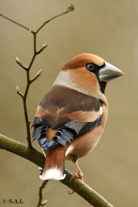 Hawfinch, Dull Colors, Bullfinch, Lovely Creatures, Goldfinch, Exotic Birds, Small Birds, Animal Kingdom, Beautiful Nature