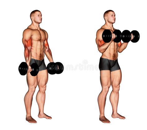 Exercising. Dumbbell Biceps Curl royalty free illustration Pull Day Workout, Biceps Curl, Dumbbell Bicep Curl, Back And Bicep Workout, Dumbbell Curls, Pectoral Muscles, Chest Muscles, Biceps And Triceps, Shoulder Press