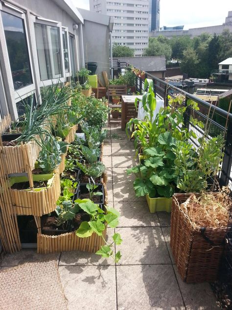 My balcony garden in full swing last year. Recommend me some veggies to grow in pots! - Imgur Balcony Farm, Gemüseanbau In Kübeln, Narrow Garden, Balcony Planters, Small Balcony Garden, Balcony Flowers, Balcony Plants, Container Gardening Vegetables, Rooftop Garden