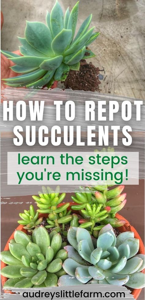 This article will teach you how to repot succulents the right way! I share all my tips so that your succulents will grow healthy whether you are repotting babies or full grown succulents! Tips For Succulents, Fresco, Potting A Succulent, Caring For Succulents Outdoors, Succulent Potted Plants, Succulents Outdoor Pots, Succulent Holder Diy, Care Of Succulents Indoors, Ideas For Planting Succulents