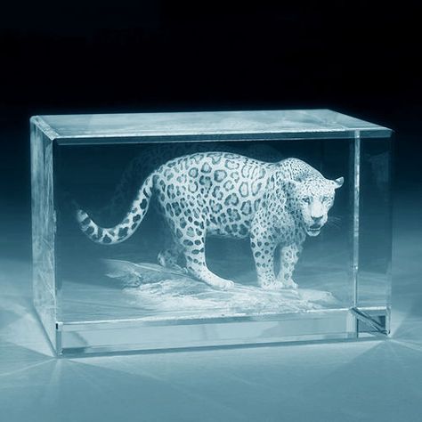 4d crystals | 3D Crystal Shop | 3D-Photo Crystal | 3D-Photo Crystal | 3D Laser Crystals 3d Photo Crystals, Jaguar Animal, Jellyfish Art, Famous Photos, Laser Art, 3d Crystal, Engraving Art, 3d Photo, 3d Laser