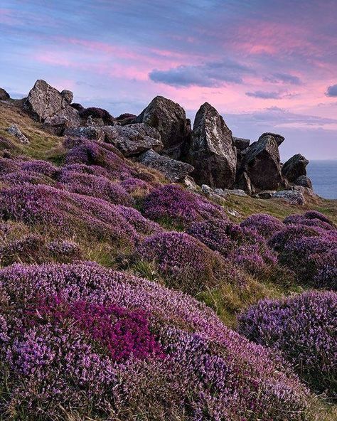 Scottish Heather. Heather is seen as iconic of Scotland, where the plant grows widely. When poems like Bonnie Auld Scotland speak of "fragrant hills of purple heather', when the hero of Kidnapped flees through the heather, when heather and Scotland are linked in the same sentence, the heather talked about is Calluna vulgaris. Scotland Travel, British Isles, Scottish Highlands, Pretty Places, Oh The Places Youll Go, Beautiful World, Beautiful Landscapes, Purple Flowers, Wonders Of The World